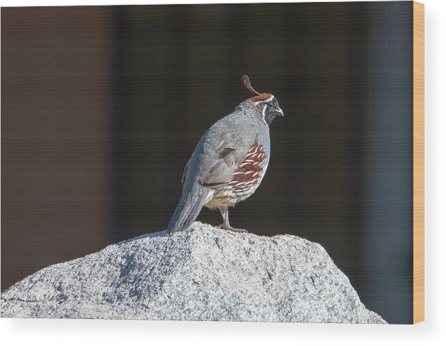 Tucson Wood Print featuring the photograph Cock of the Rock by Dan McManus