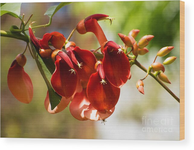 Cockspur Coral Tree Flowers Wood Print featuring the photograph Cockspur Coral Tree Flowers by Mary Jane Armstrong