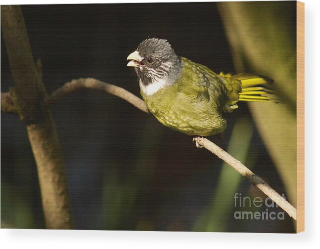 Photography Wood Print featuring the photograph Collared Finch-bill by Sean Griffin