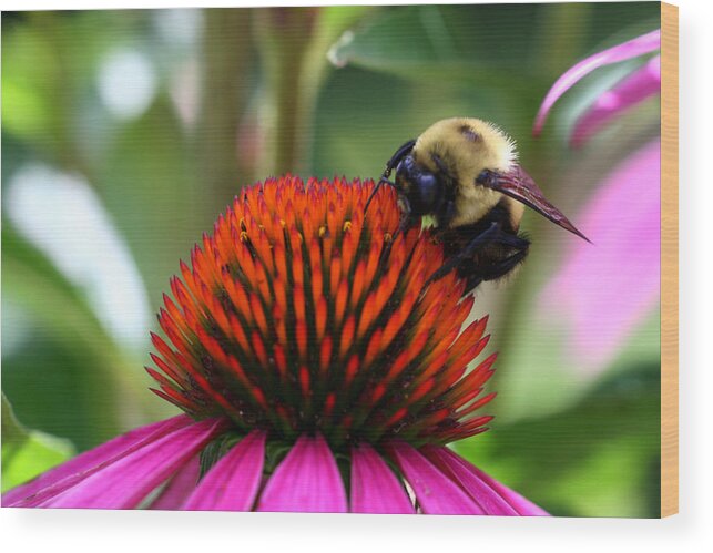 Cone Flower Wood Print featuring the photograph Collector by Doug Norkum