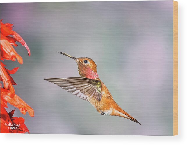 Rufus Hummingbird Wood Print featuring the photograph Color of the Day by Peg Runyan