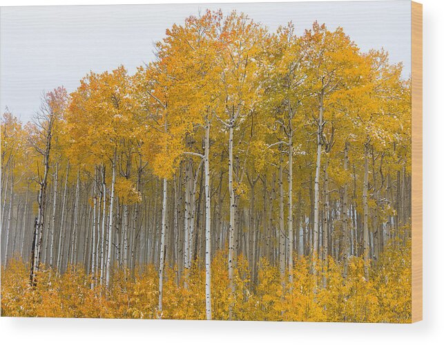 Aspens Wood Print featuring the photograph Colorado Aspens by Chuck Jason