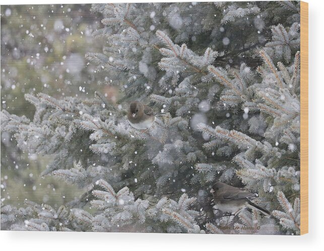 Animals Wood Print featuring the photograph Colorado Blue Spruce Haven by Sandra Huston