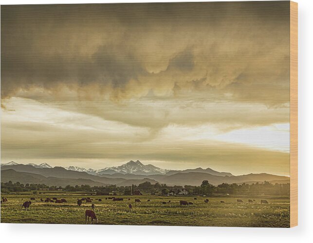 Severe Wood Print featuring the photograph Colorado Grazing by James BO Insogna