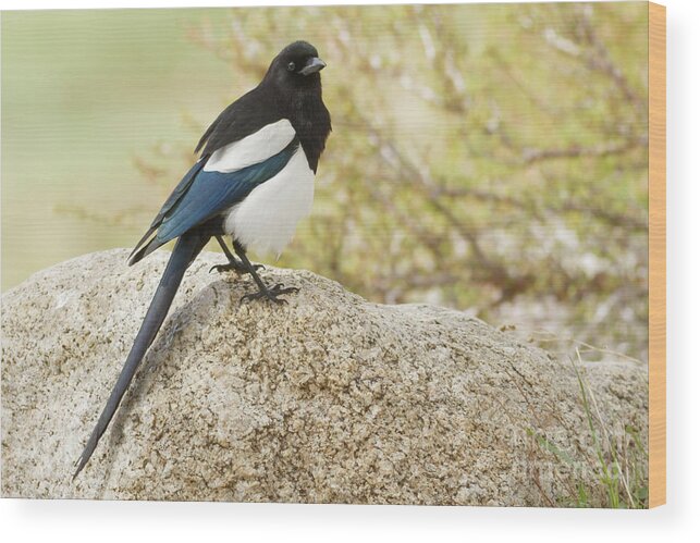Colorado Wood Print featuring the photograph Colorado Magpie by Natural Focal Point Photography