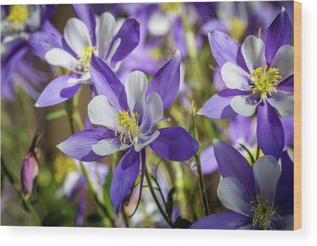 Colorado Wood Print featuring the photograph Colorado State Flower Blue Columbines by Teri Virbickis