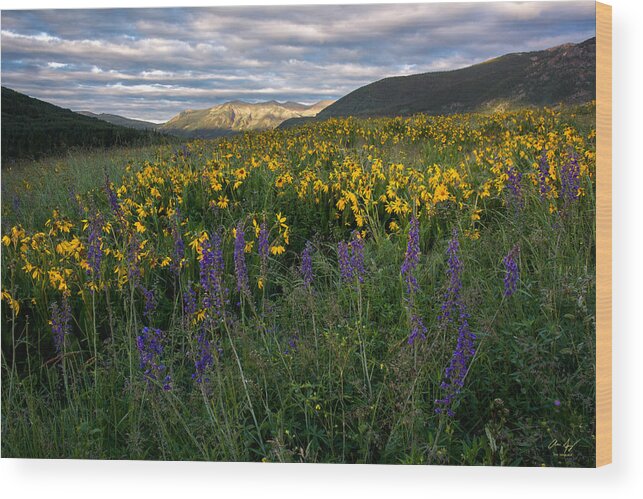 Colorado Wood Print featuring the photograph Colorado Wildflower Sunrise by Aaron Spong
