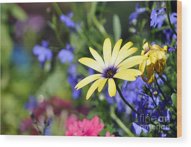 Daisy Wood Print featuring the photograph Colorful Flowers by Laura Mountainspring