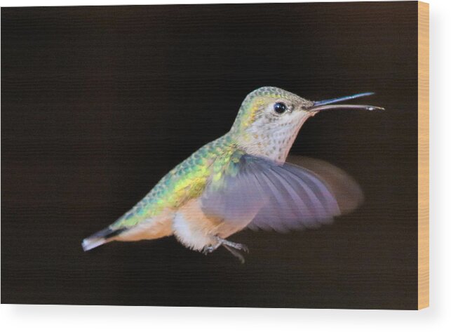 Hummingbird Wood Print featuring the photograph Colorful Hummingbird by Dorothy Cunningham