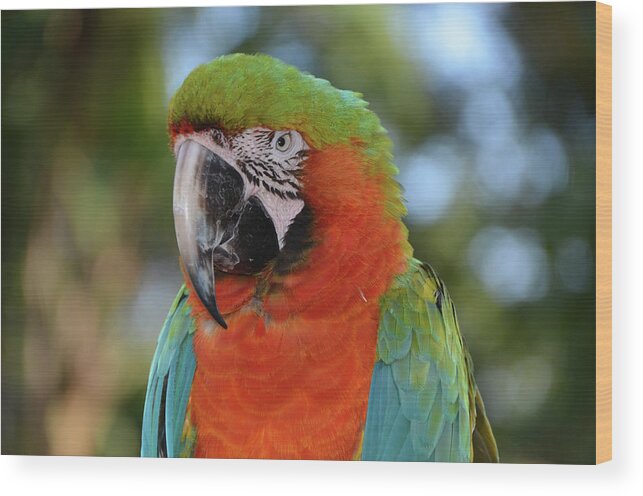 Macaw Wood Print featuring the photograph Colorful Macaw Looking Left by Artful Imagery