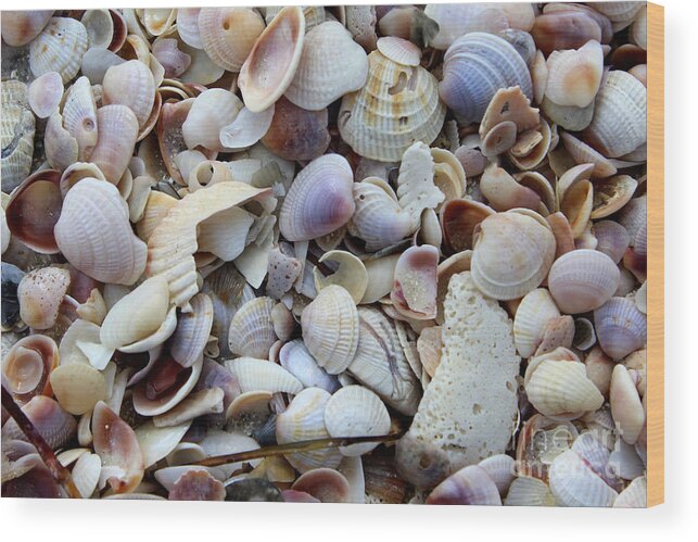 Shells Wood Print featuring the photograph Colorful Shells by Jeanne Forsythe