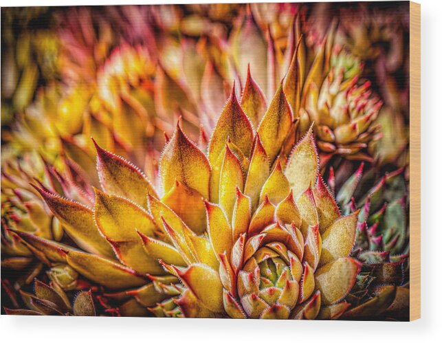 Colorful Succulents Plant Wood Print featuring the photograph Colorful succulent close up by Lilia D