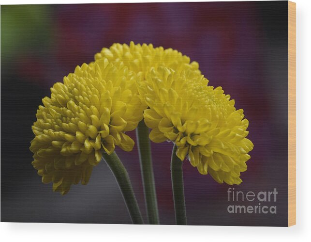 Flower Wood Print featuring the photograph Colorful triplet by Robert WK Clark