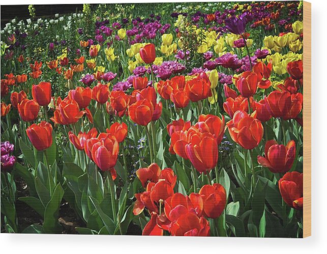 Descanso Wood Print featuring the photograph Colorful Tulips at Descanso Gardens by Lynn Bauer