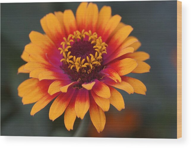 Flowers Wood Print featuring the photograph Colorful Zinnia 2 by Dimitry Papkov
