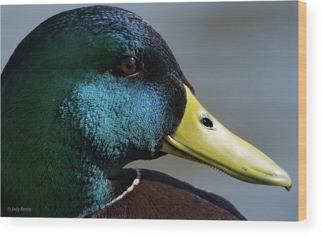 Duck Wood Print featuring the photograph Colors by Jody Partin