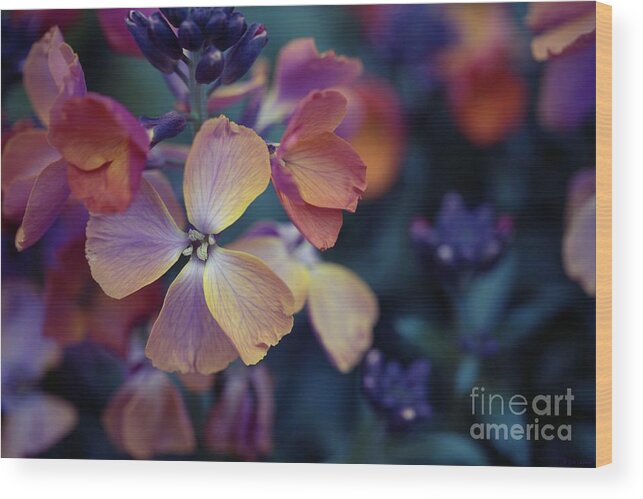 Flower Wood Print featuring the photograph Colors of Spring by Eva Lechner