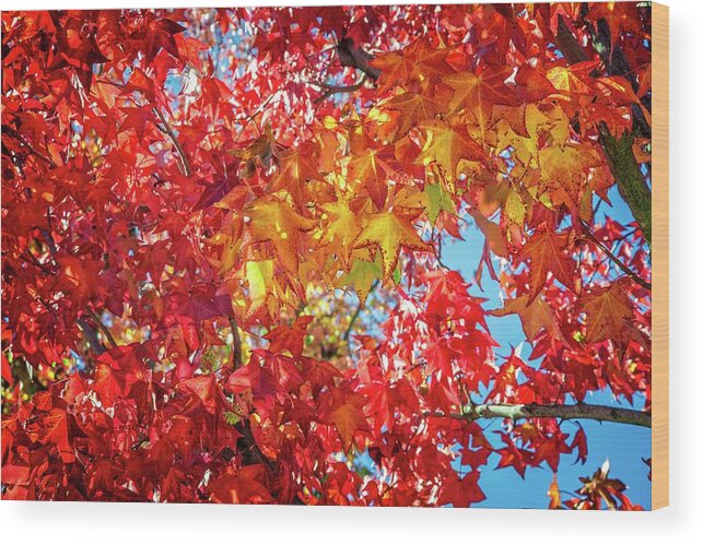 Leaves Wood Print featuring the photograph Colors of the Season by Lynn Bauer