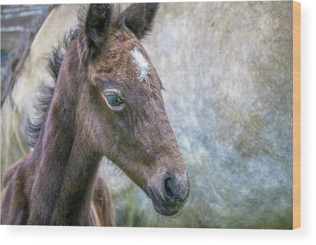  Wood Print featuring the photograph Colt by Tony HUTSON