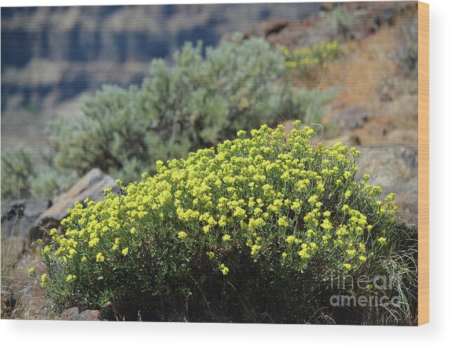 Columbia River Wood Print featuring the photograph Columbia River Ridge Blooms by Carol Eliassen