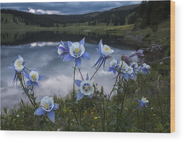 Columbine Wood Print featuring the photograph Columbine blooms in the Rocky Mountains by Dave Dilli
