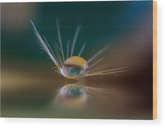 Dandylion Wood Print featuring the photograph Coming In For Landing by Kym Clarke
