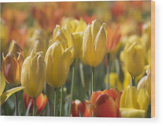 Tulipa Wood Print featuring the photograph Coming up Tulips by Jeanne May