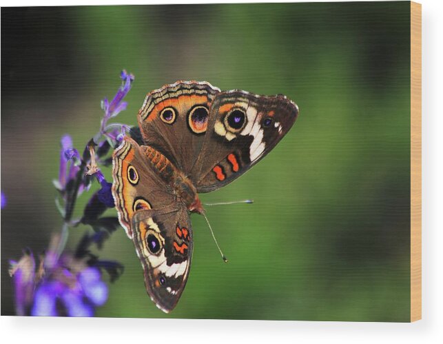 Common Buckeye Butterfly Wood Print featuring the photograph Common Buckeye Butterfly by Carol Montoya