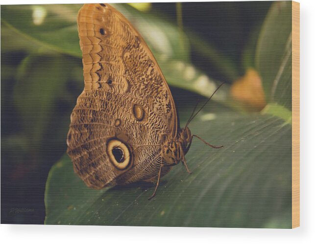 Butterfly Wood Print featuring the photograph Common Buckeye Butterfly by Pamela Williams