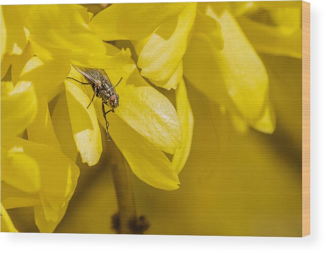 Cyclorrhapha Wood Print featuring the photograph Common Housefly on yellow flower by SAURAVphoto Online Store