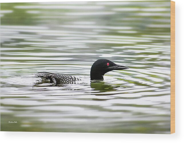 Common Loon Wood Print featuring the photograph Common Loon by Christina Rollo