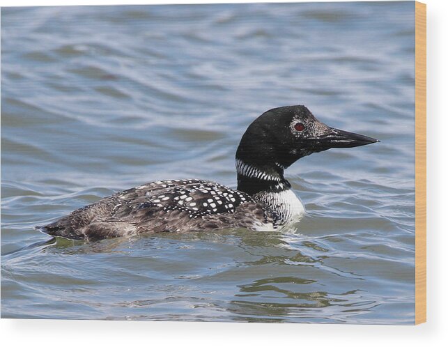 Common Loon Wood Print featuring the photograph Common Loon Port Jefferson New York by Bob Savage