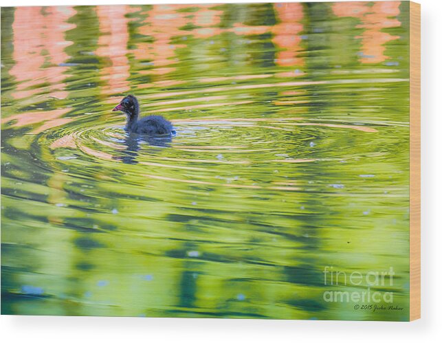 Animalia Wood Print featuring the photograph Common Moorhen Hatchling by Jivko Nakev