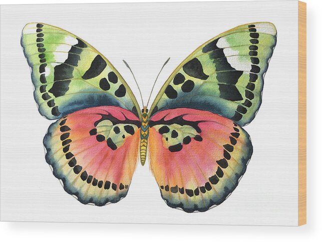 Butterflies Wood Print featuring the painting Common Pink Forester by Lucy Arnold