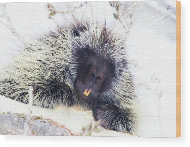 Canada Wood Print featuring the photograph Common Porcupine by Alyce Taylor