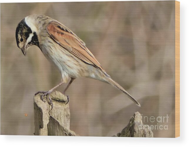 Bird Wood Print featuring the photograph Common Reed Bunting by Baggieoldboy