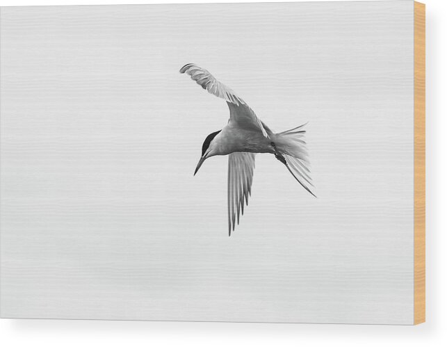 Nature Wood Print featuring the photograph Common Tern by Wendy Cooper