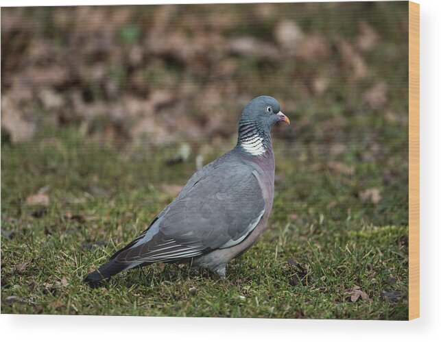 Common Wood Pigeon Wood Print featuring the photograph Common Wood Pigeon's profile by Torbjorn Swenelius