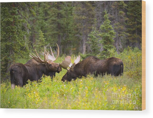 Bull Moose Wood Print featuring the photograph The Competition by Aaron Whittemore