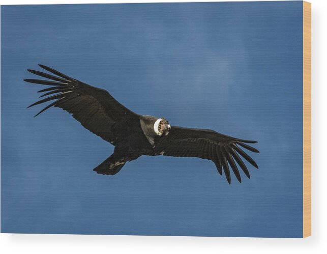 Condor Wood Print featuring the photograph Condor over Patagonia by Steven Upton