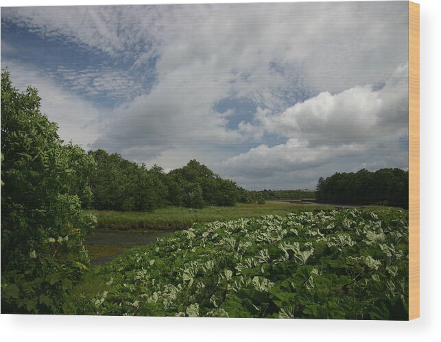 Capes Wood Print featuring the photograph Conty Mayo by Martina Fagan