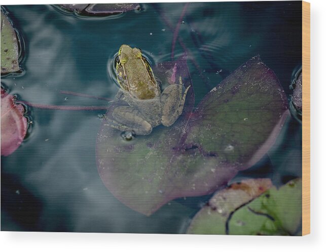 Animal Portrait Wood Print featuring the photograph Cool frog-hot day by Brian Green