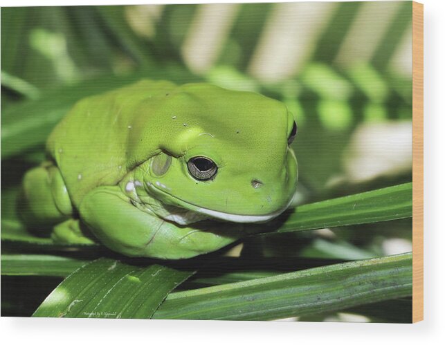 Green Frog Photography Wood Print featuring the photograph Cool green frog 001 by Kevin Chippindall