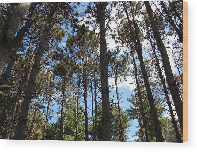 Pine Trees Wood Print featuring the photograph Cool Pines by Daniel Ness