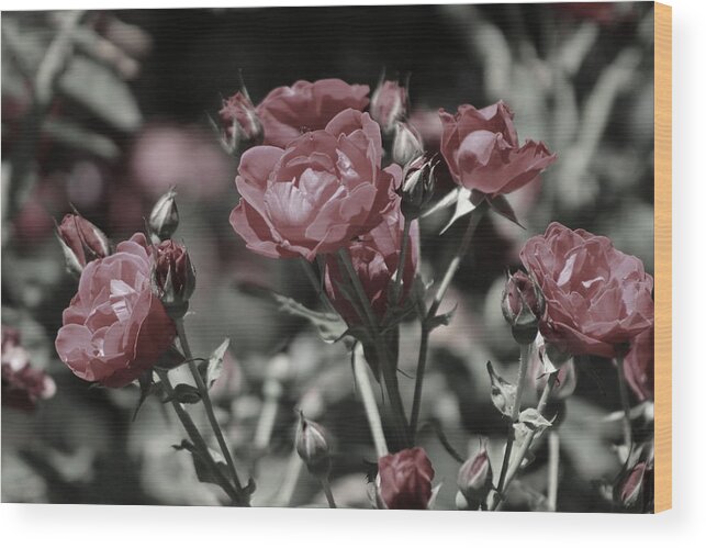 Copper Pink Rose Wood Print featuring the photograph Copper Rouge Rose in Almost Black and White by Colleen Cornelius