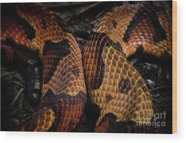 Copperhead Wood Print featuring the photograph Copperhead by Jonas Luis