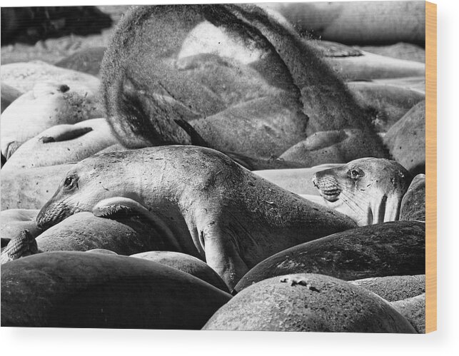 Animals Wood Print featuring the photograph Coppertone Girls -- Elephant Seals at Piedras Blancas Elephant Seal Rookery, San Simeon, California by Darin Volpe