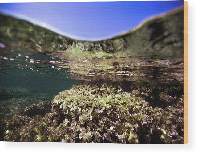 Underwater Wood Print featuring the photograph Coral Beauty by Gemma Silvestre