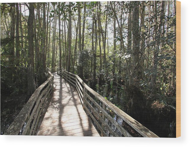 Corkscrew Swamp Sanctuary Wood Print featuring the photograph Corkscrew Swamp 697 by Michael Fryd