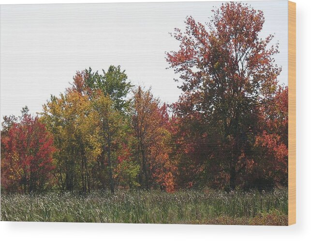 Landscape Wood Print featuring the photograph Corn's all gone by Ed Smith